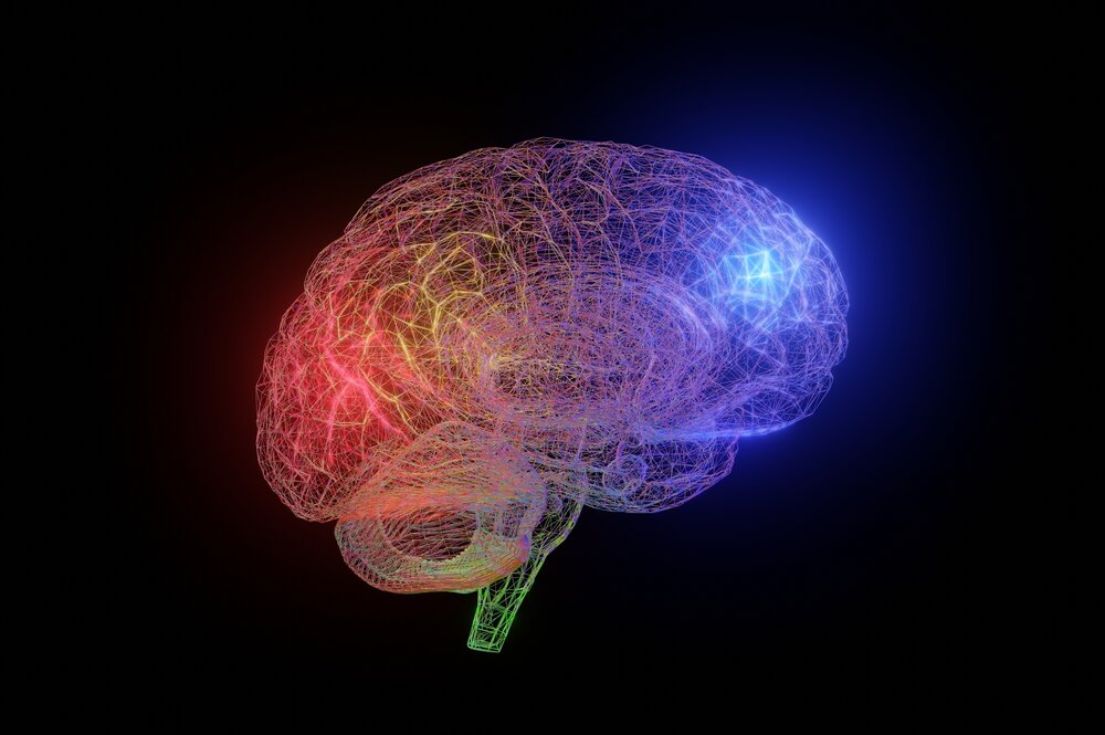 3D Brain Model
