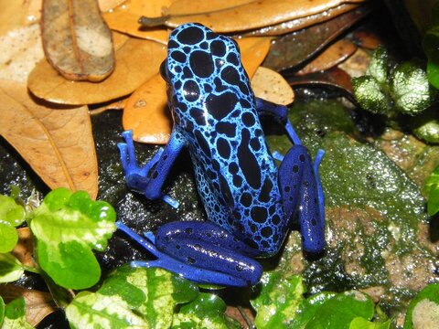 blue poisen dart frog